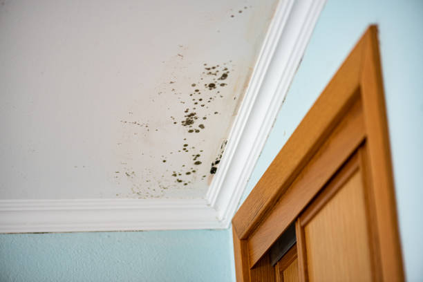 Best Mold Prevention Services  in Attla, AL